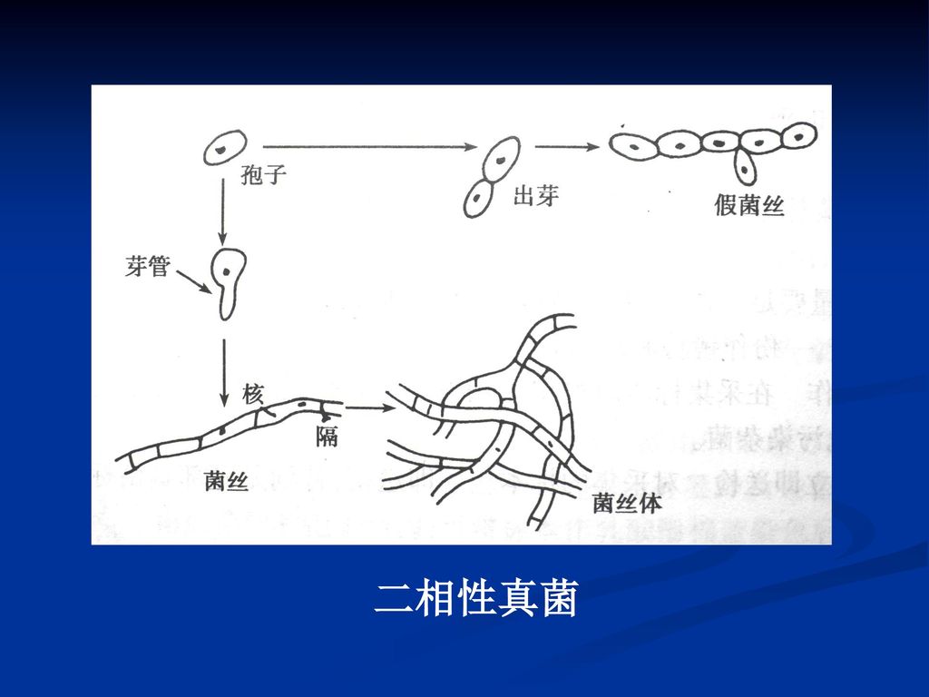 孢子和菌丝 单细胞真菌形态 孢子假菌丝类酵母菌